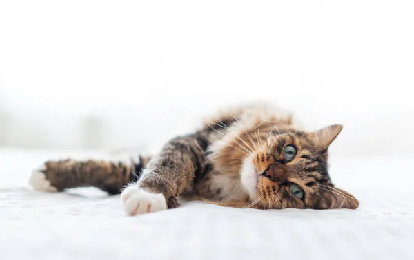 Grey Cat Lying — Stock Photo, Image