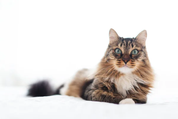 Graue Katze Liegt Auf Dem Boden — Stockfoto