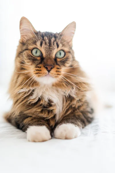 Grey Cat Lying — Stock Photo, Image