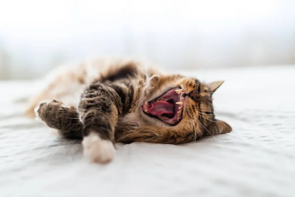 Cat Yawning Mouth Wide Open Shows Fang — Stock Photo, Image