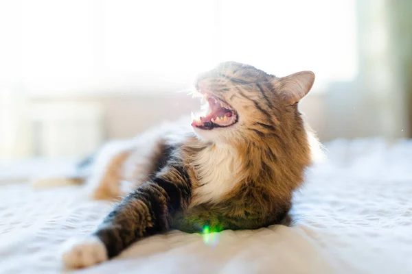 Katt Gäspning Med Munnen Vidöppen Och Visar Huggtand — Stockfoto
