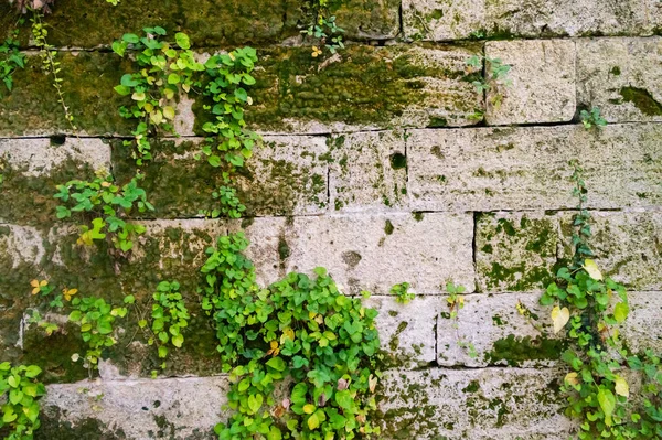 Alte Steinmauer Mit Efeu Als Hintergrund — Stockfoto