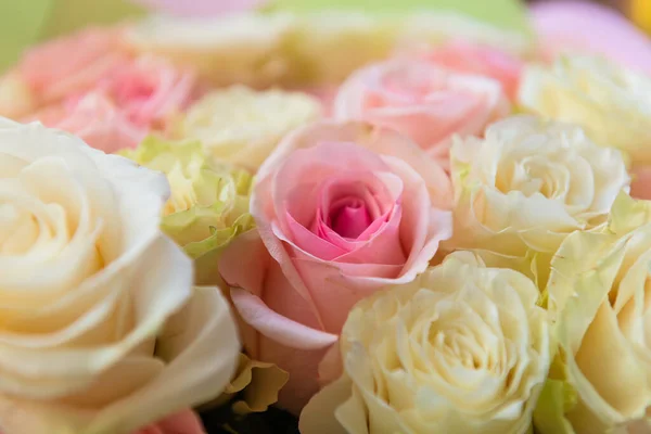 Summer Blossoming Delicate Pink Rose — Stock Photo, Image