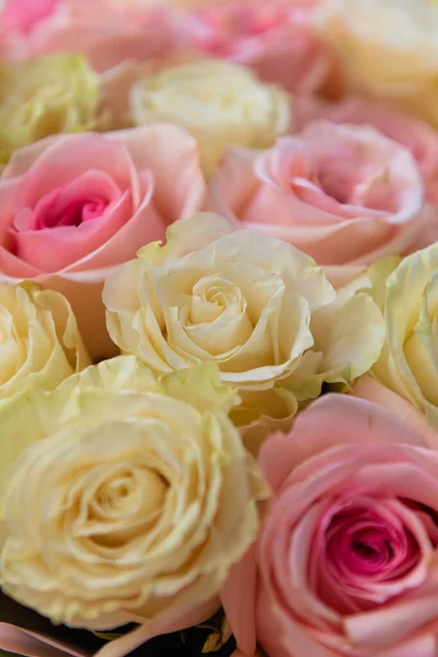 Sommerblühende Zarte Rosa Rose — Stockfoto