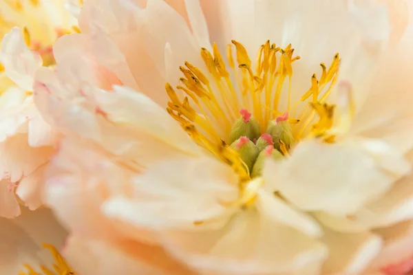 Flor Peônia Branca Macr — Fotografia de Stock