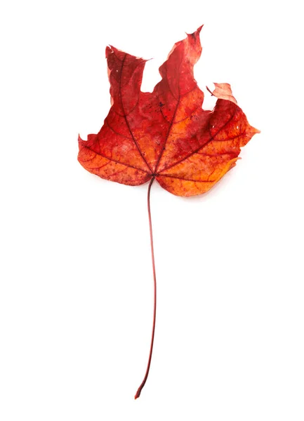 Colorful Autumn Maple Leaf Isolated Whit — Stock Photo, Image