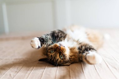 Gri kedi uzanıyor