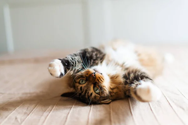 Graue Katze Liegt Auf Dem Boden — Stockfoto