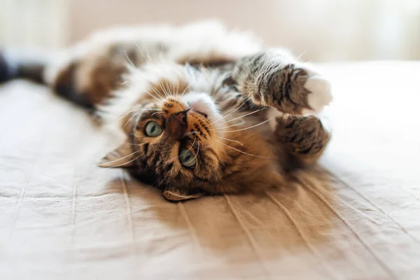 Серая Кошка Лежащая Земле — стоковое фото