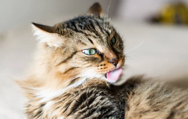 Roztomilý Kočka Lízání Sebe — Stock fotografie
