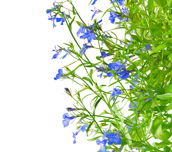 Lobelia erinus sapphire. — 图库照片