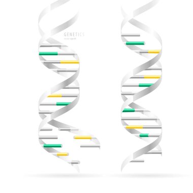 DNA çift sarmalı, gerçekçi yapısal modelleri, beyaz arka plan üzerinde izole