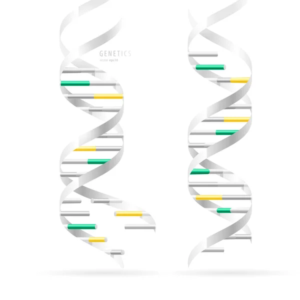 Dna 二重らせん リアルな構造モデル 白い背景で隔離 — ストックベクタ