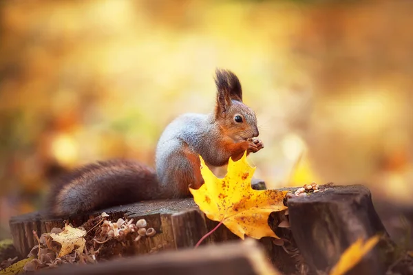 Squirrel — Stock Photo, Image