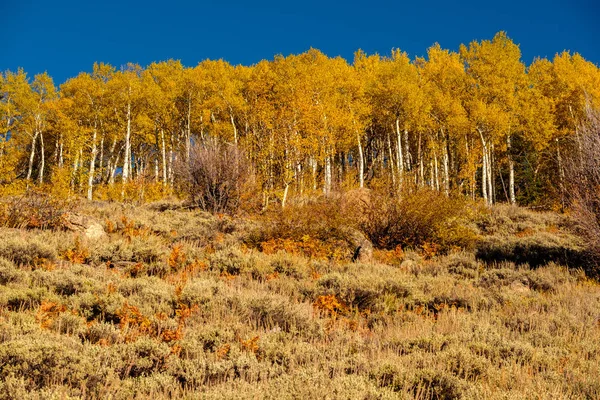 Aspen Grove Outono Rocky Mountain National Park Colorado Eua — Fotografia de Stock