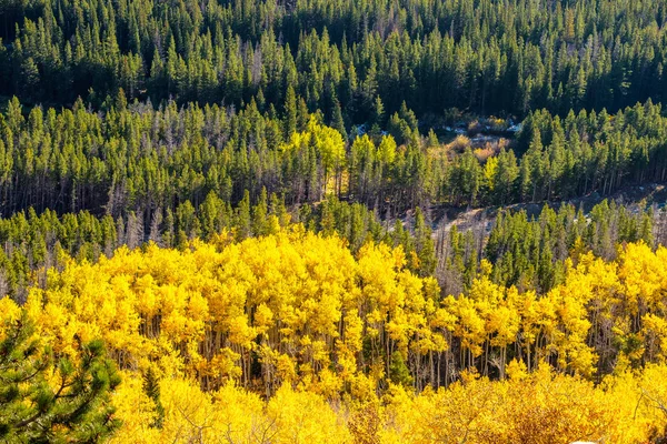 Rocky Dağı Milli Parkı Nda Kavak Grove Sonbahar Colorado Abd — Stok fotoğraf