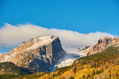 Sonbaharda Aspen korusu. Rocky Dağı Ulusal Parkı. Colorado, ABD. 