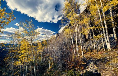 Rocky Dağı Milli Parkı'nda kavak grove sonbahar. Colorado, ABD. 