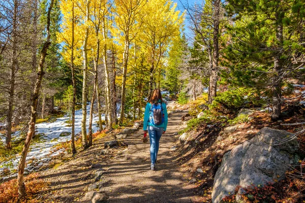 ロッキー山脈国立公園で秋のポプラの木立の道で歩く女性観光客 コロラド州 アメリカ合衆国 — ストック写真