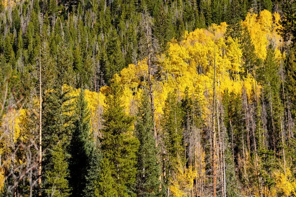 Aspen grove at autumn in Rocky Mountain National Park. Colorado, USA.