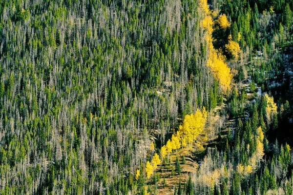 Aspen grove at autumn in Rocky Mountain National Park. Colorado, USA.