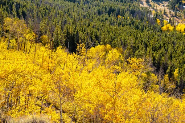 Espenhain Herbst Felsigen Bergnationalpark Colorado Usa — Stockfoto