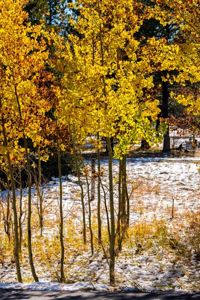 季節の変化 最初雪と秋 米国コロラド州アスペン木 — ストック写真