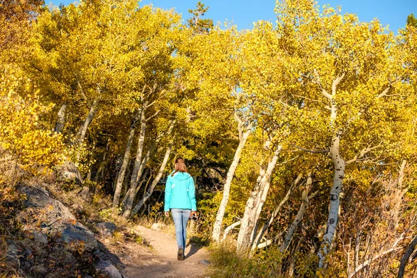 Kadın turist iz kavak Grove sonbahar Rocky Dağı Milli Parkı içinde yürürken. Colorado, ABD. 