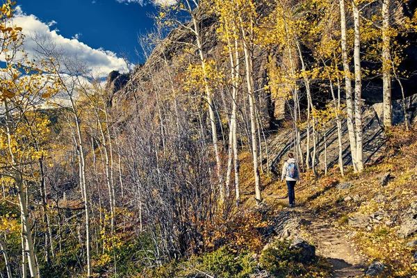 Turystyczna Kobieta Spaceru Szlaku Aspen Grove Jesieni Rocky Mountain National — Zdjęcie stockowe