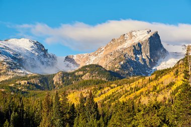 Sonbaharda Aspen korusu. Rocky Dağı Ulusal Parkı. Colorado, ABD. 