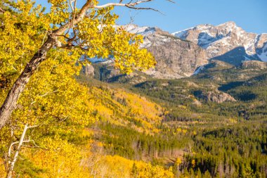 Sonbaharda Aspen korusu. Rocky Dağı Ulusal Parkı. Colorado, ABD. 