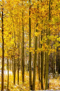 Değiştirme, Colorado, ABD ilk kar ve sonbahar kavak ağaçları sezon. 