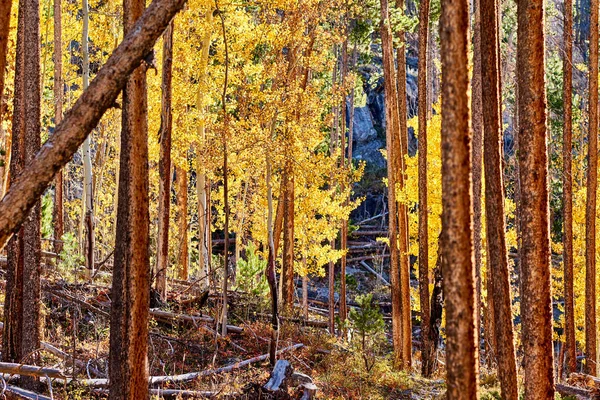 Aspen Grove Otoño Parque Nacional Las Montañas Rocosas Colorado Estados —  Fotos de Stock