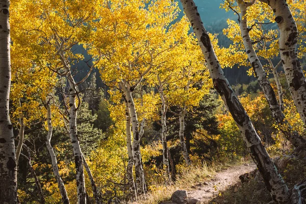 Aspen grove at autumn in Rocky Mountain National Park. Colorado, USA.