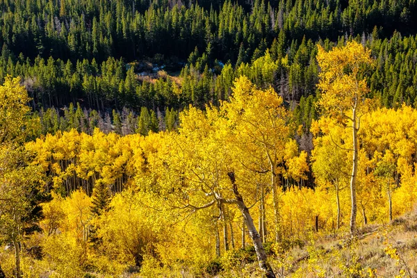 在洛基山国家公园秋季的白杨格罗夫 科罗拉多 — 图库照片