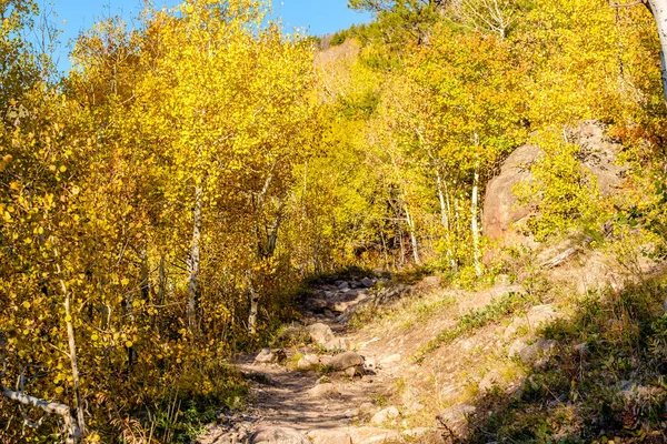 Aspen Grove Ősszel Rocky Mountain Nemzeti Parkban Colorado Amerikai Egyesült — Stock Fotó