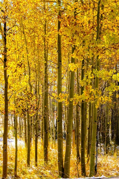 Säsongen Förändras Första Snön Och Hösten Aspen Träd Colorado Usa — Stockfoto