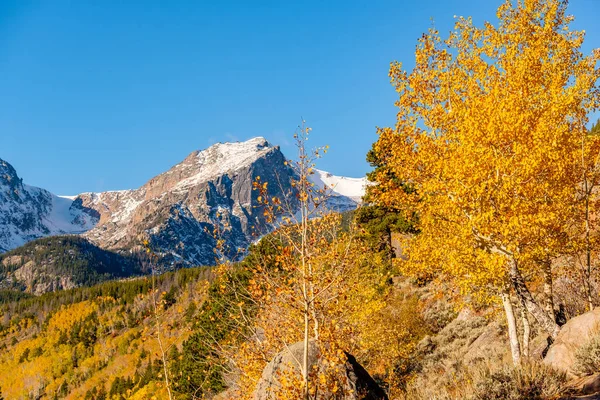 Aspen grove at autumn. Rocky Mountain National Park. Colorado, USA.