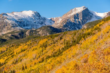 Sonbaharda Aspen korusu. Rocky Dağı Ulusal Parkı. Colorado, ABD. 