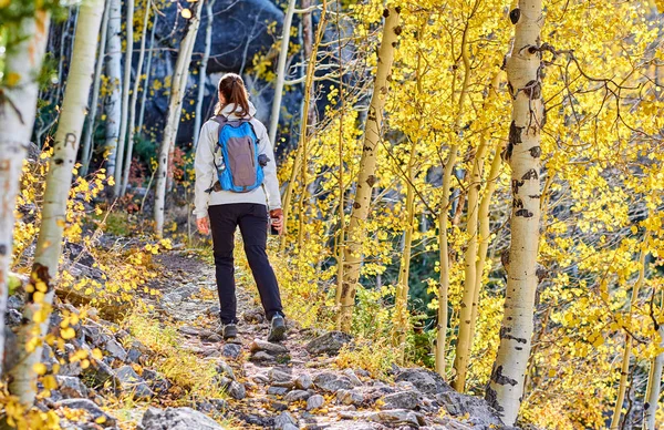Kadın turist iz kavak Grove sonbahar Rocky Dağı Milli Parkı içinde yürürken. Colorado, ABD. 
