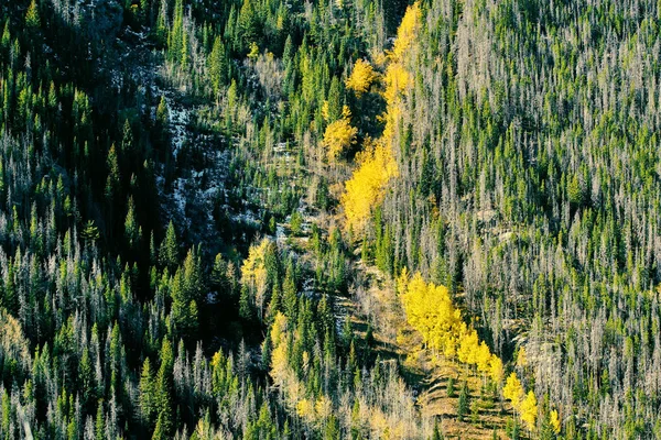 Άσπεν Άλσος Στο Φθινόπωρο Στο Rocky Mountain National Park Κολοράντο — Φωτογραφία Αρχείου