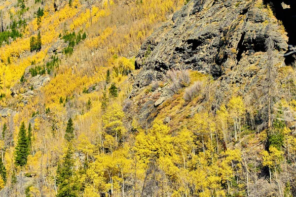 Rocky Dağı Milli Parkı Nda Kavak Grove Sonbahar Colorado Abd — Stok fotoğraf