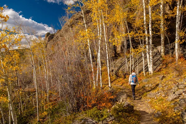 Turystyczna Kobieta Spaceru Szlaku Aspen Grove Jesieni Rocky Mountain National — Zdjęcie stockowe