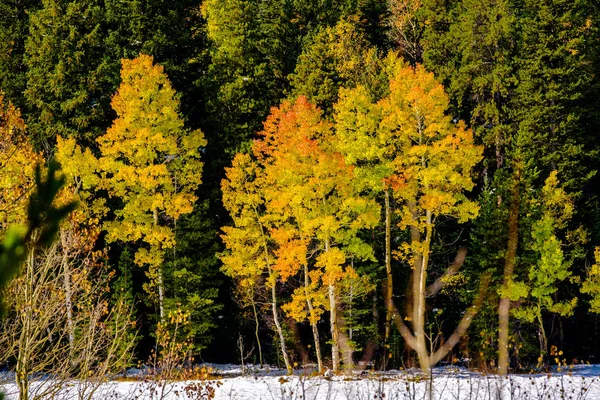 Season changing, first snow and autumn aspen trees in Colorado, USA.