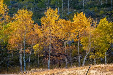 Rocky Dağı Milli Parkı'nda kavak grove sonbahar. Colorado, ABD. 