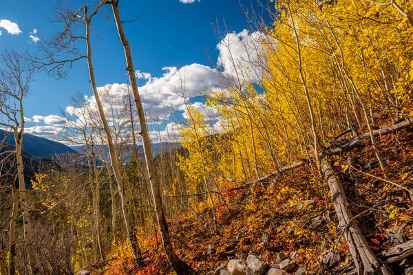 Boschetto Aspen Autunno Nel Parco Nazionale Rocky Mountain Colorado Stati — Foto Stock