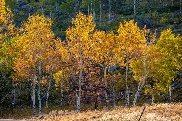 Aspen Grove Otoño Parque Nacional Las Montañas Rocosas Colorado Estados —  Fotos de Stock