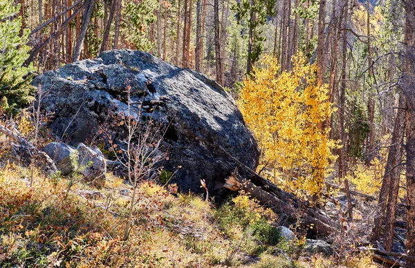 Aspen Grove Hösten Rocky Mountain National Park Colorado Usa — Stockfoto