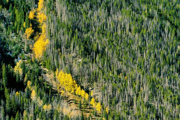 Aspen Grove Outono Rocky Mountain National Park Colorado Eua — Fotografia de Stock