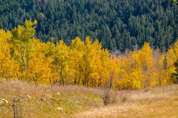 Aspectos Outono Colorado Eua — Fotografia de Stock